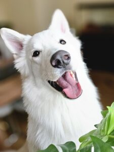 Flóki